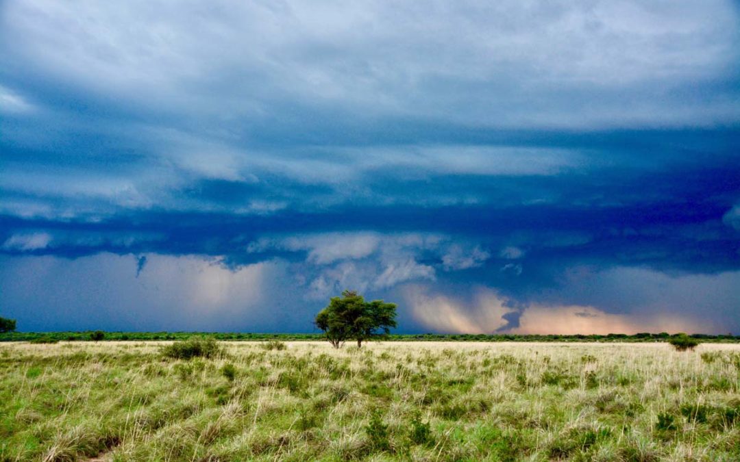 Botswana: in the company of lions